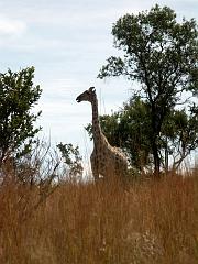 090516_Pilanesberg 132